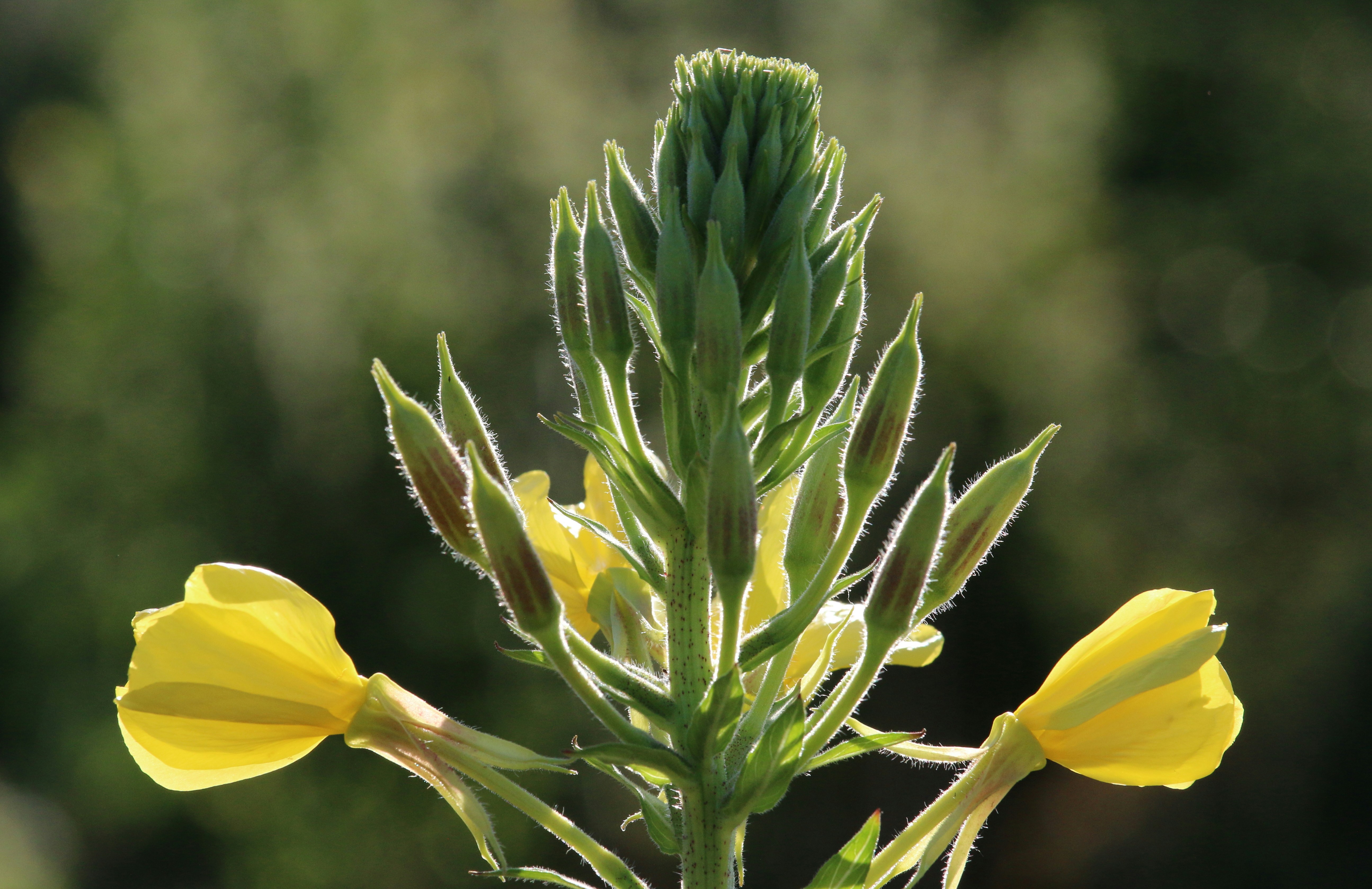 a close-up of a plant