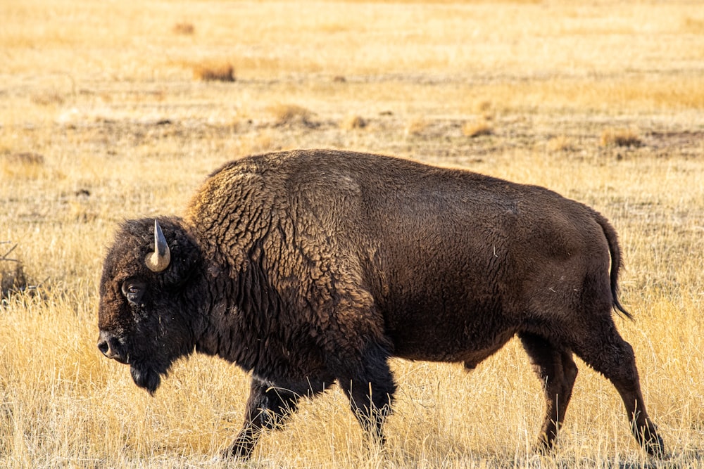 Un bufalo che cammina in un campo