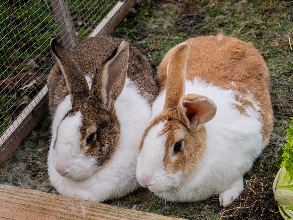 a couple of bunnies in a cage