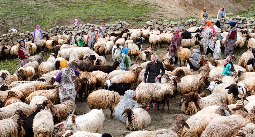 a group of people with sheep