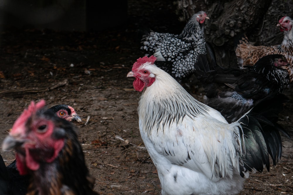 a group of chickens