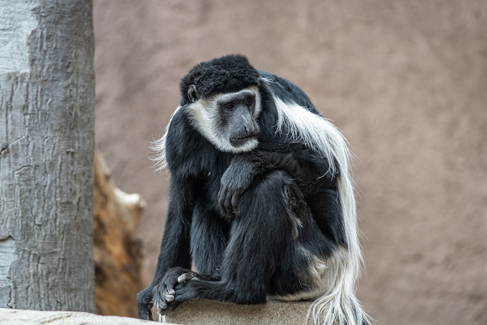 a monkey sitting on a tree