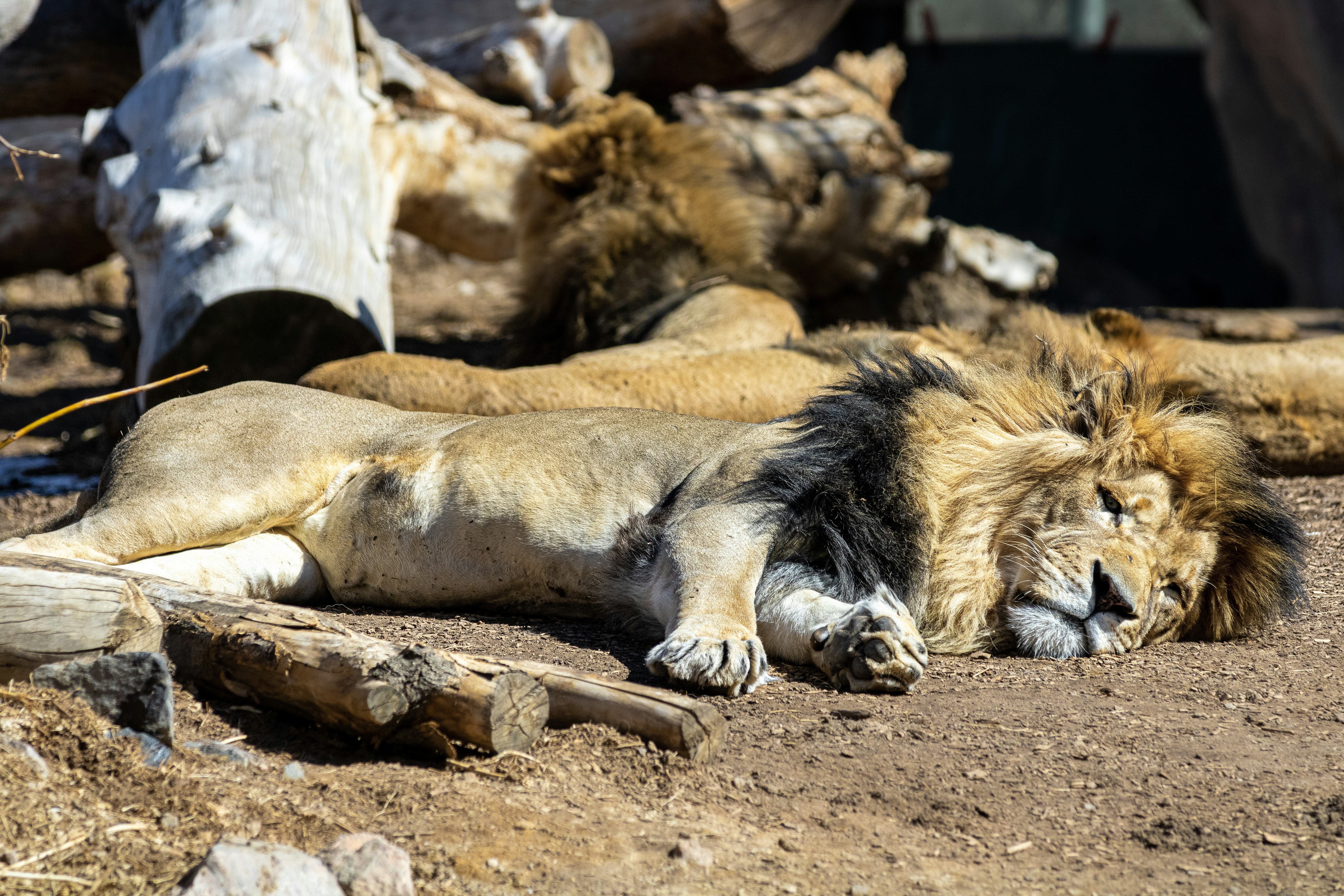 a lion just relaxing for a day of sunbathing at the zoo