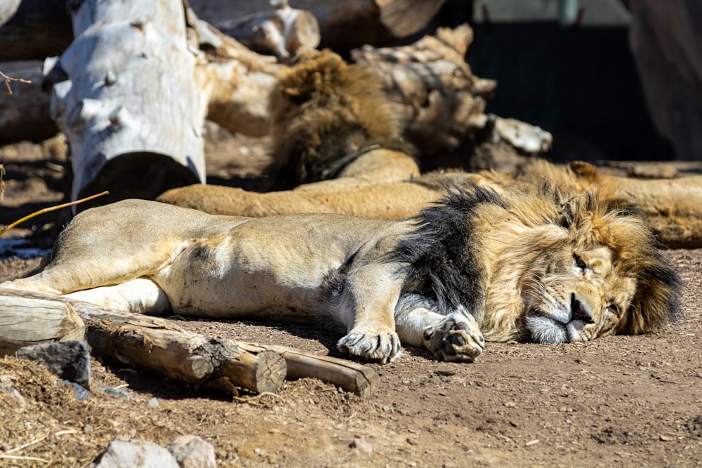 a lion lying on the ground