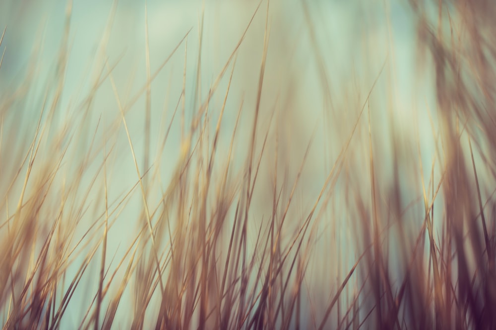 a close up of some grass