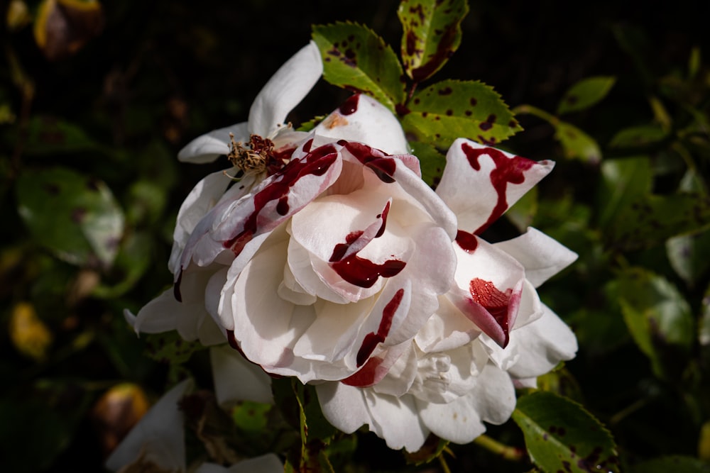 a bee on a white flower