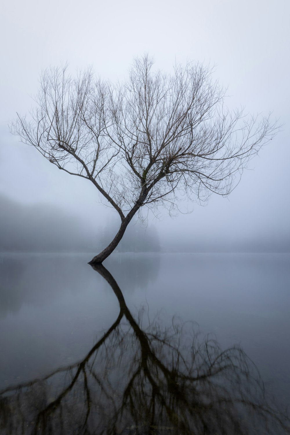 a tree in a foggy field