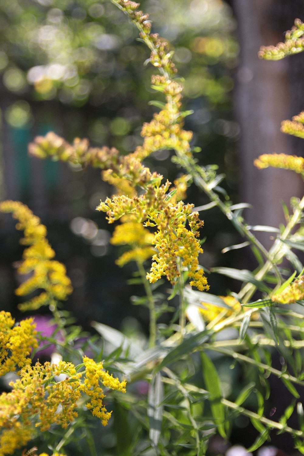 a close-up of some flowers