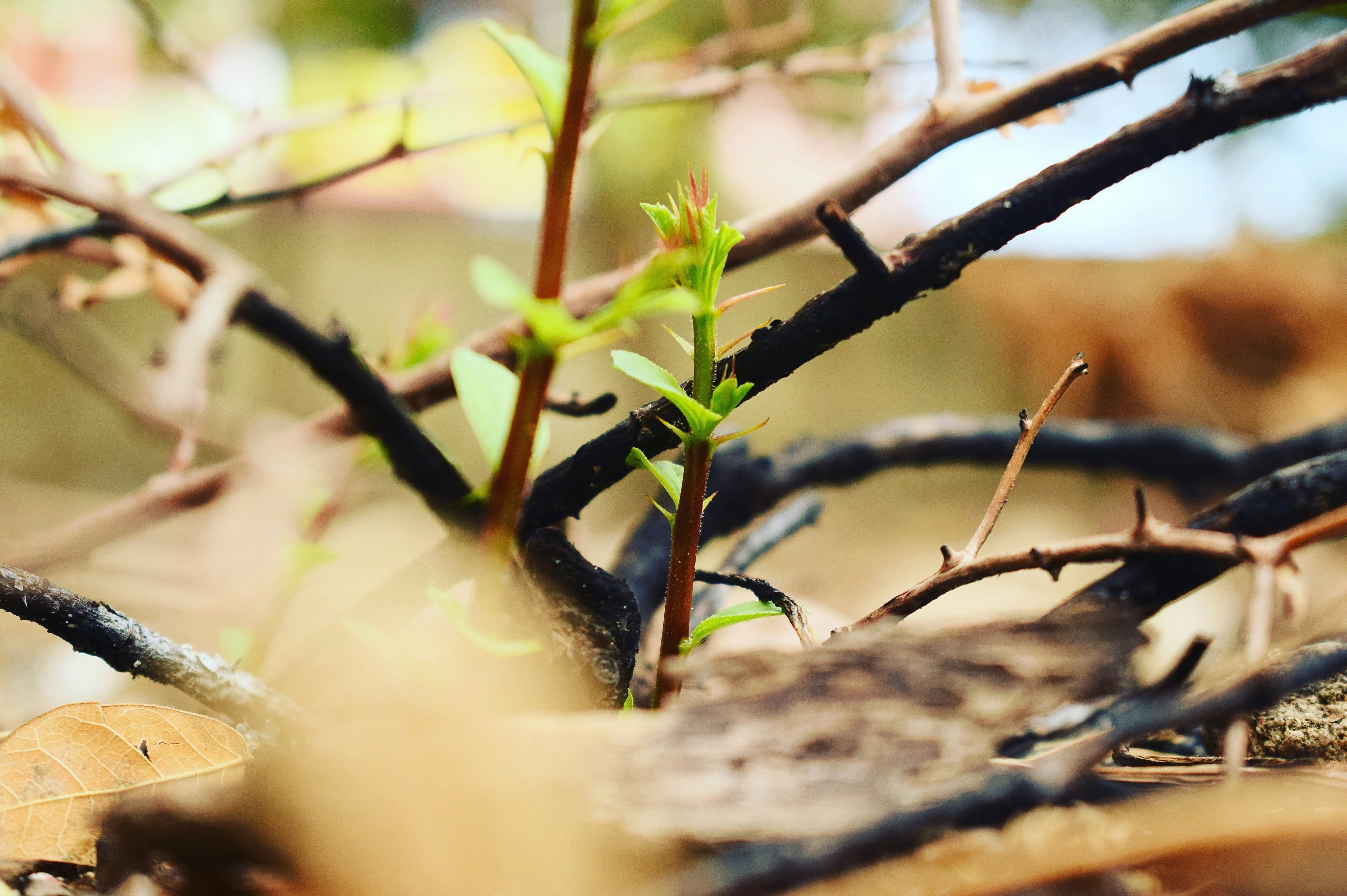 Photo by ravindran1503