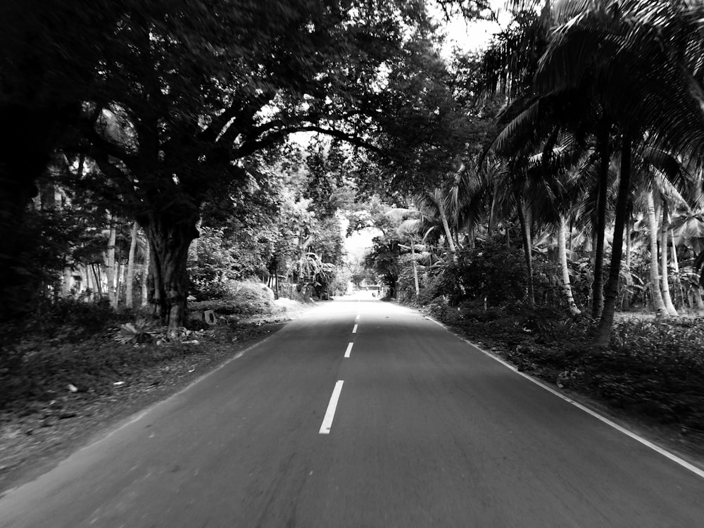 a road with trees on the side