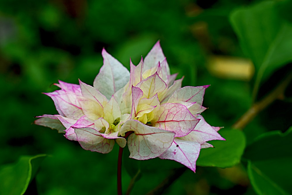 a close up of a flower