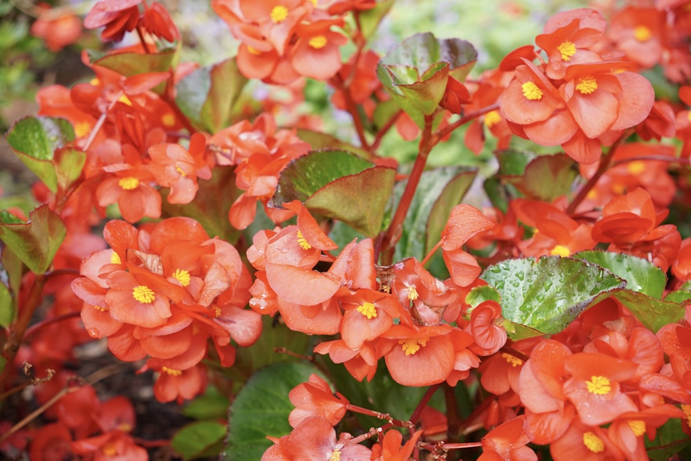 a close up of some flowers