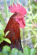 A vibrant rooster with bright red feathers and a pronounced comb stands among green foliage. Its eye is focused and alert, and the plumage is glossy and well-defined.