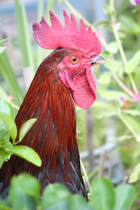 Close-up of a vibrant, healthy gamefowl chick standing alert on fresh straw.