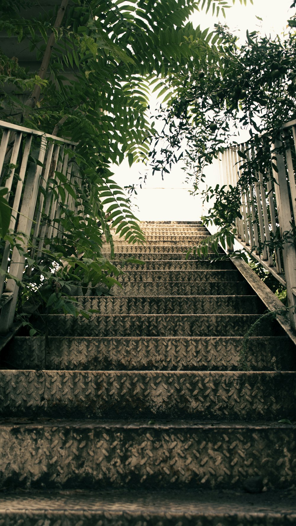 a set of stairs leading up to a tree
