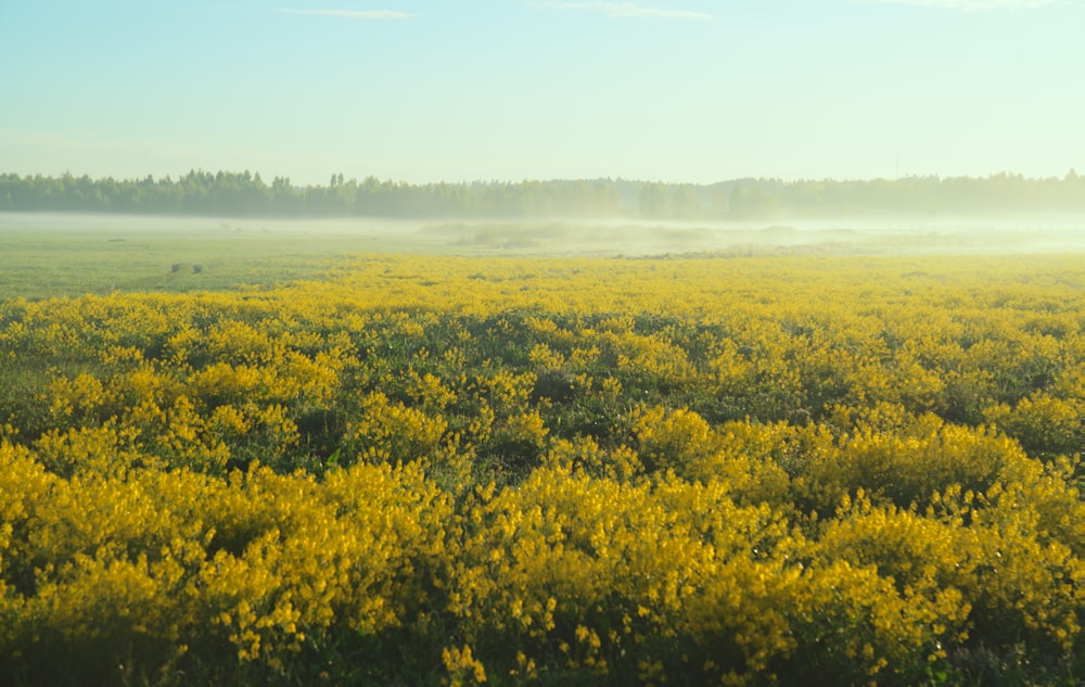 a field of yellow flowers