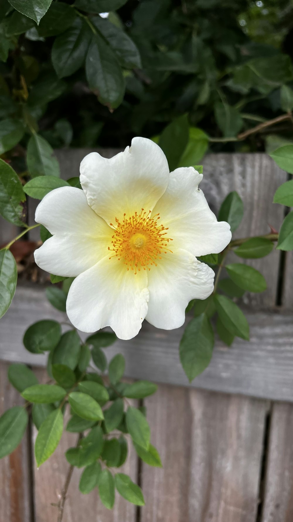 a white flower on a plant