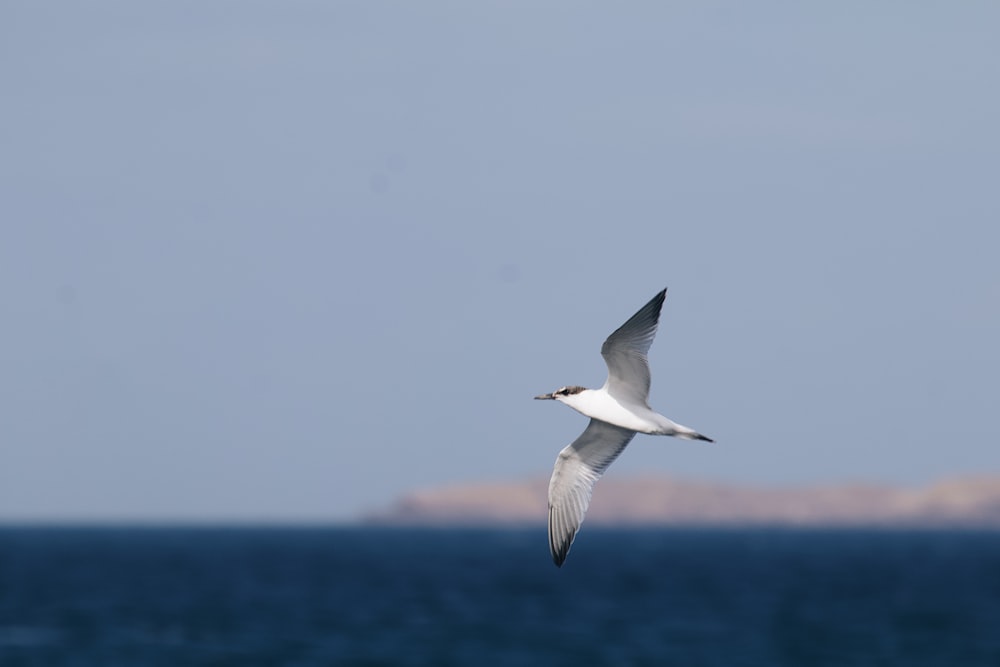 Un oiseau volant au-dessus de l’eau