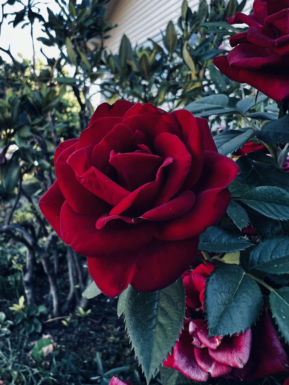 a red rose with green leaves