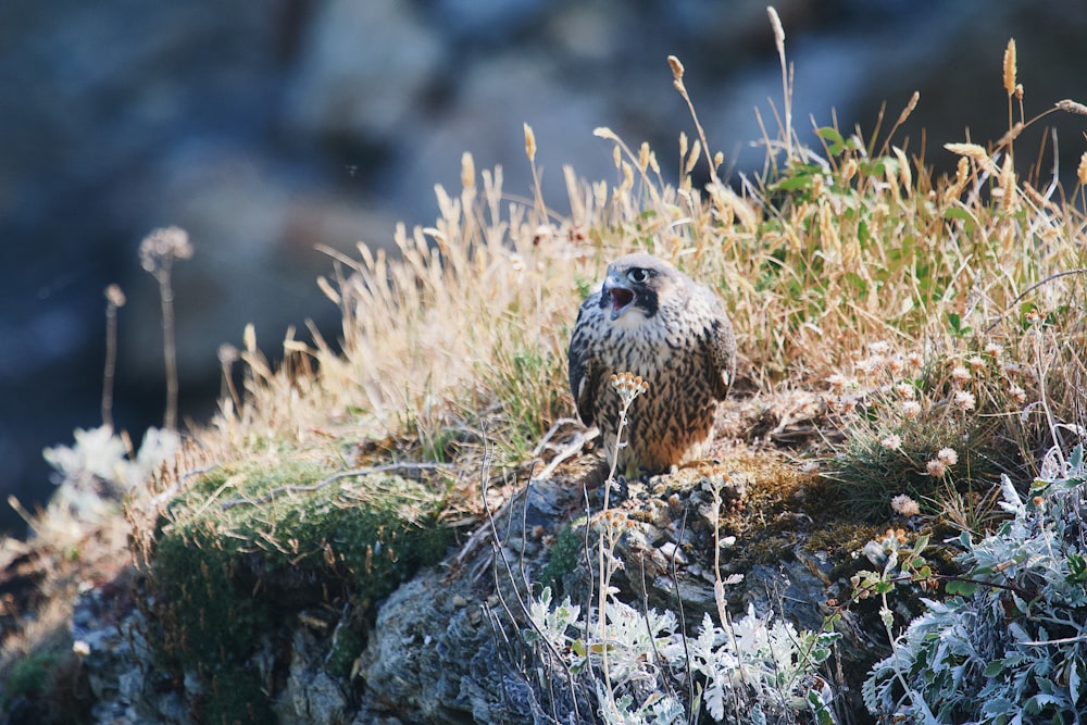 a small animal on a rock