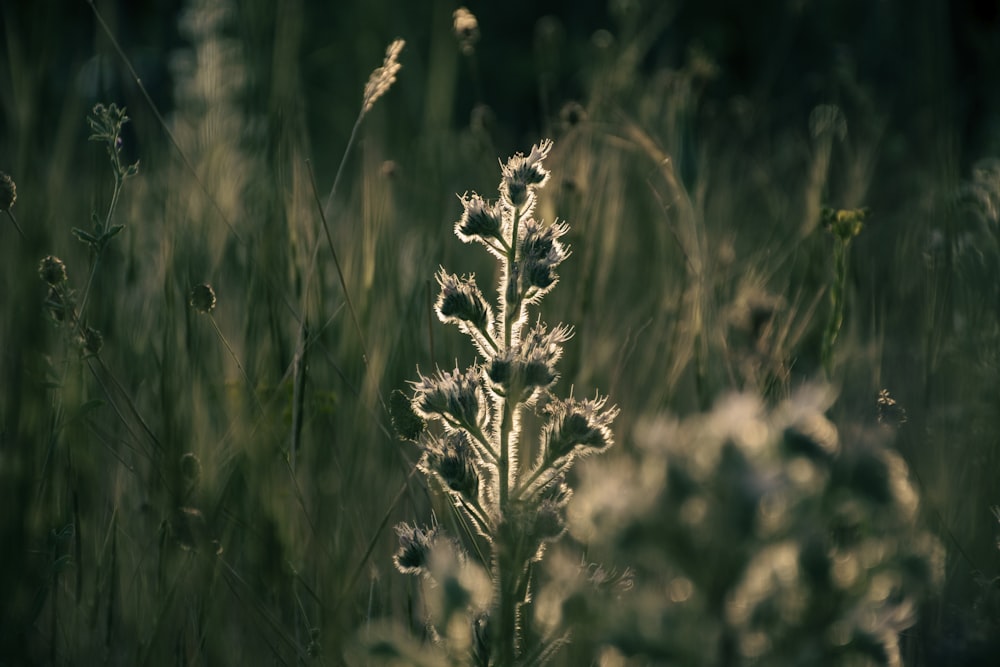 a close up of a plant