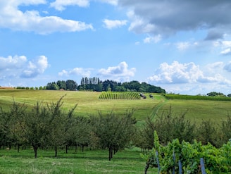 A picturesque landscape featuring rolling green hills and rows of vineyard plants. The sky is partly cloudy with a mix of fluffy white clouds and patches of blue. In the foreground, there are several trees with lush foliage arranged in neat lines. Tractors can be seen tending to the vines on the hillside.