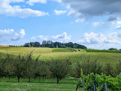 A picturesque landscape featuring rolling green hills and rows of vineyard plants. The sky is partly cloudy with a mix of fluffy white clouds and patches of blue. In the foreground, there are several trees with lush foliage arranged in neat lines. Tractors can be seen tending to the vines on the hillside.