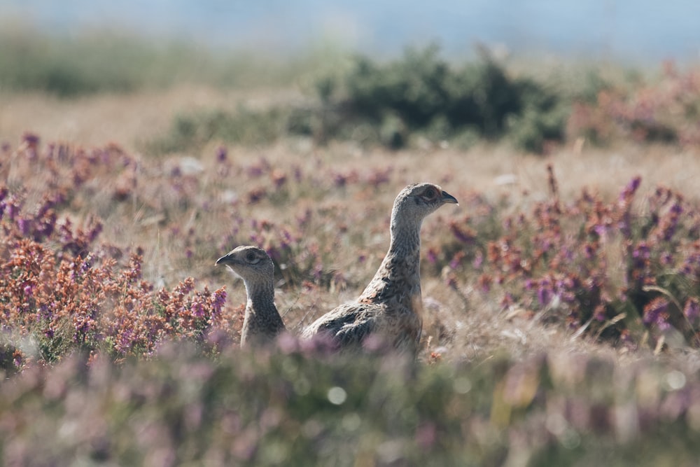 a couple of birds in a field