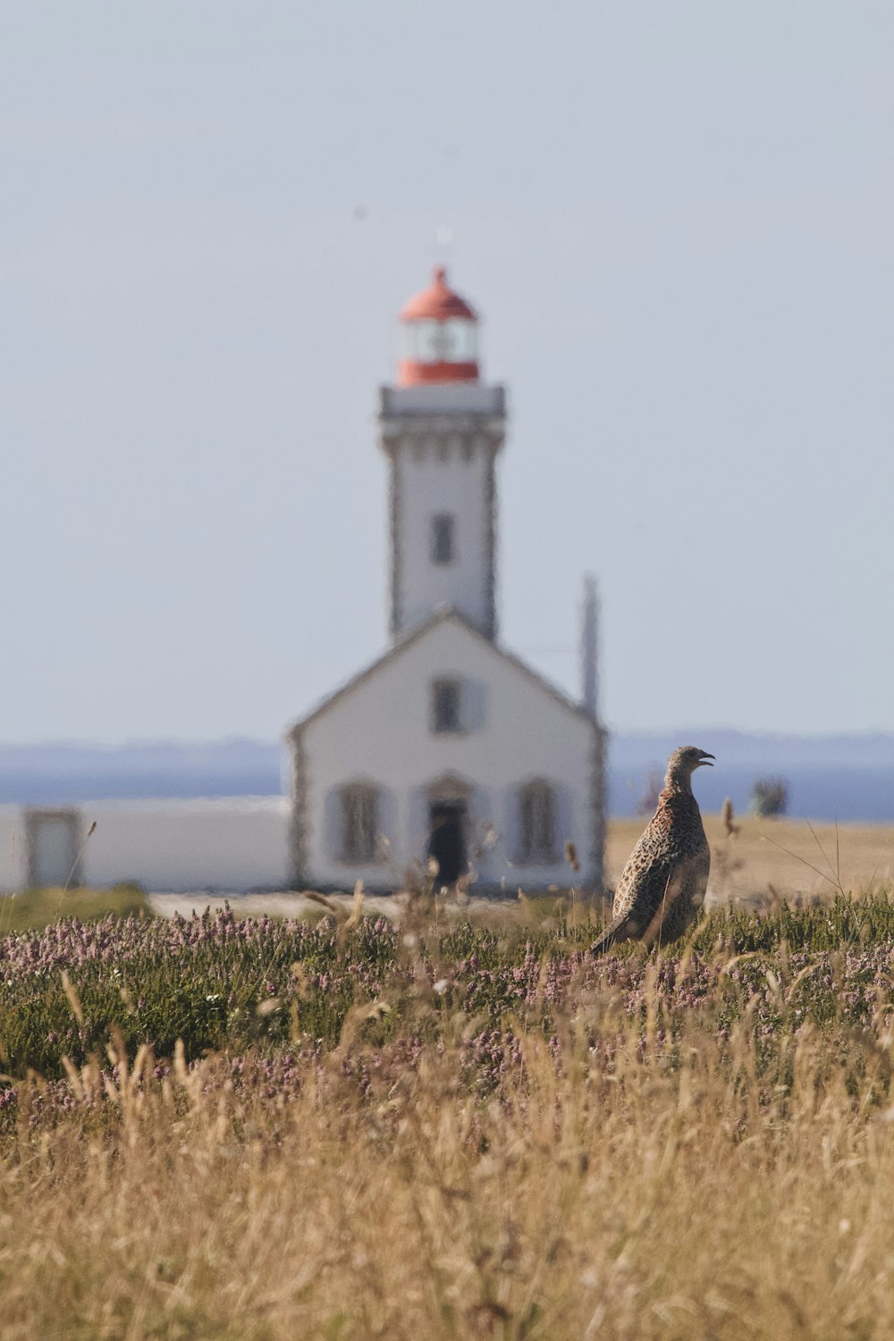 a lighthouse in a field