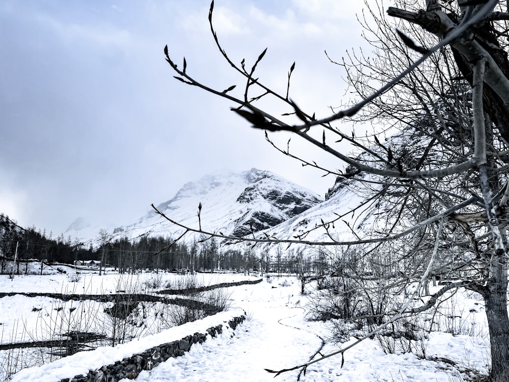 a snowy landscape with trees and mountains