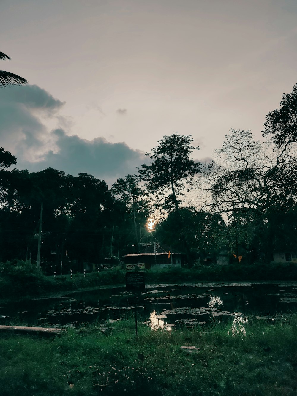 a pond with trees around it