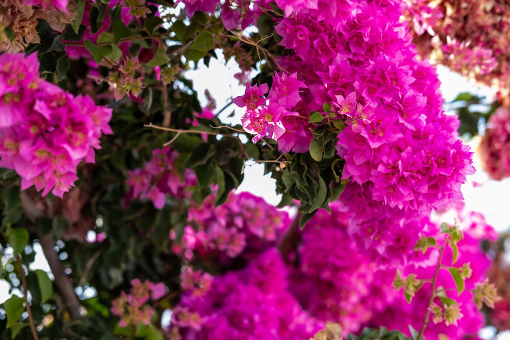 a close up of some flowers