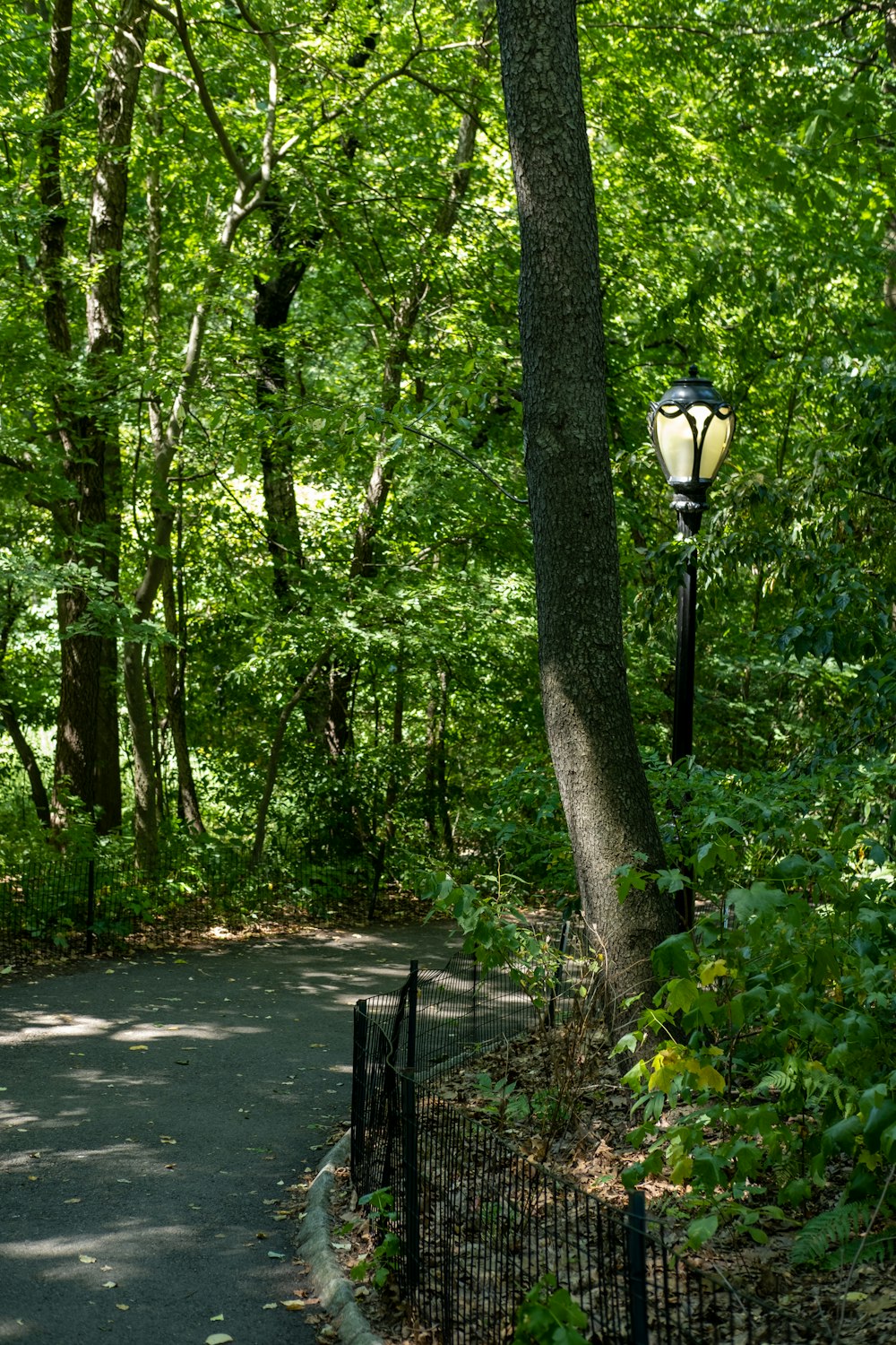 a lamp post on a path in a forest