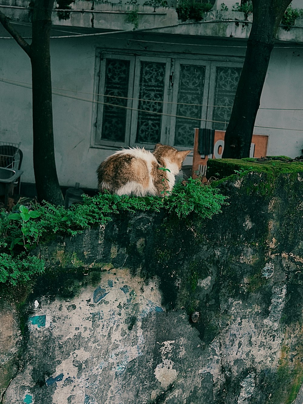 a cat lying on a wall