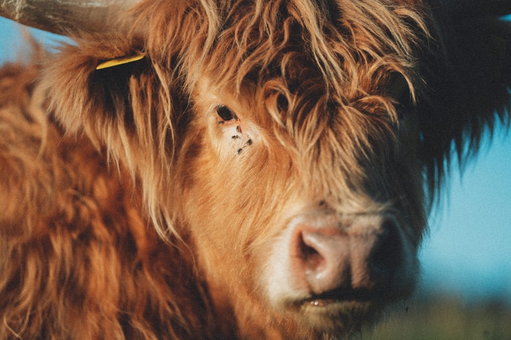 a lion with a human face