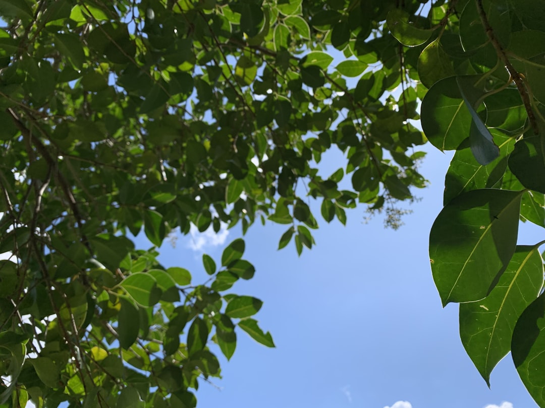 a tree with leaves,