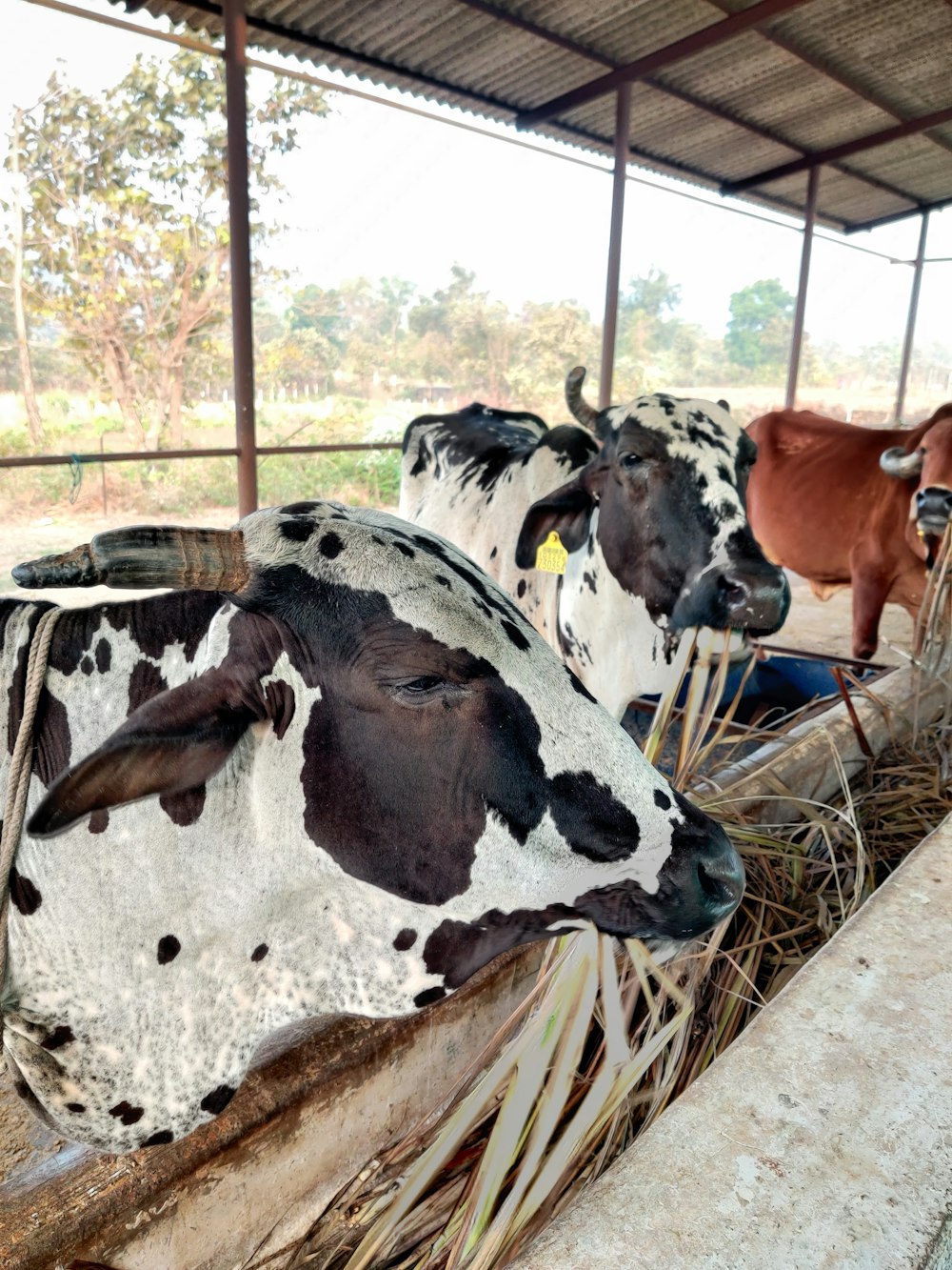 cows in a barn