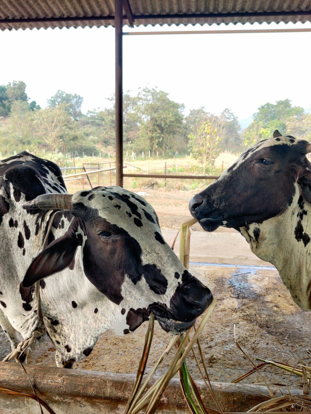 a group of cows stand near each other