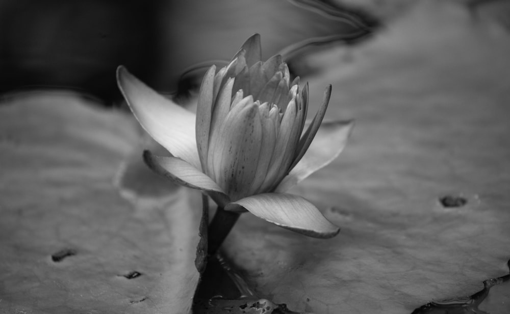 a black and white photo of a flower on a wood surface