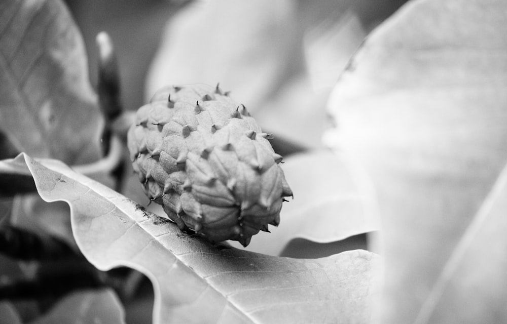 a close-up of a flower