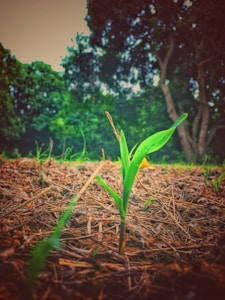 Fresh Garden Sapling