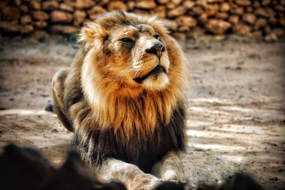 a lion with its mouth open