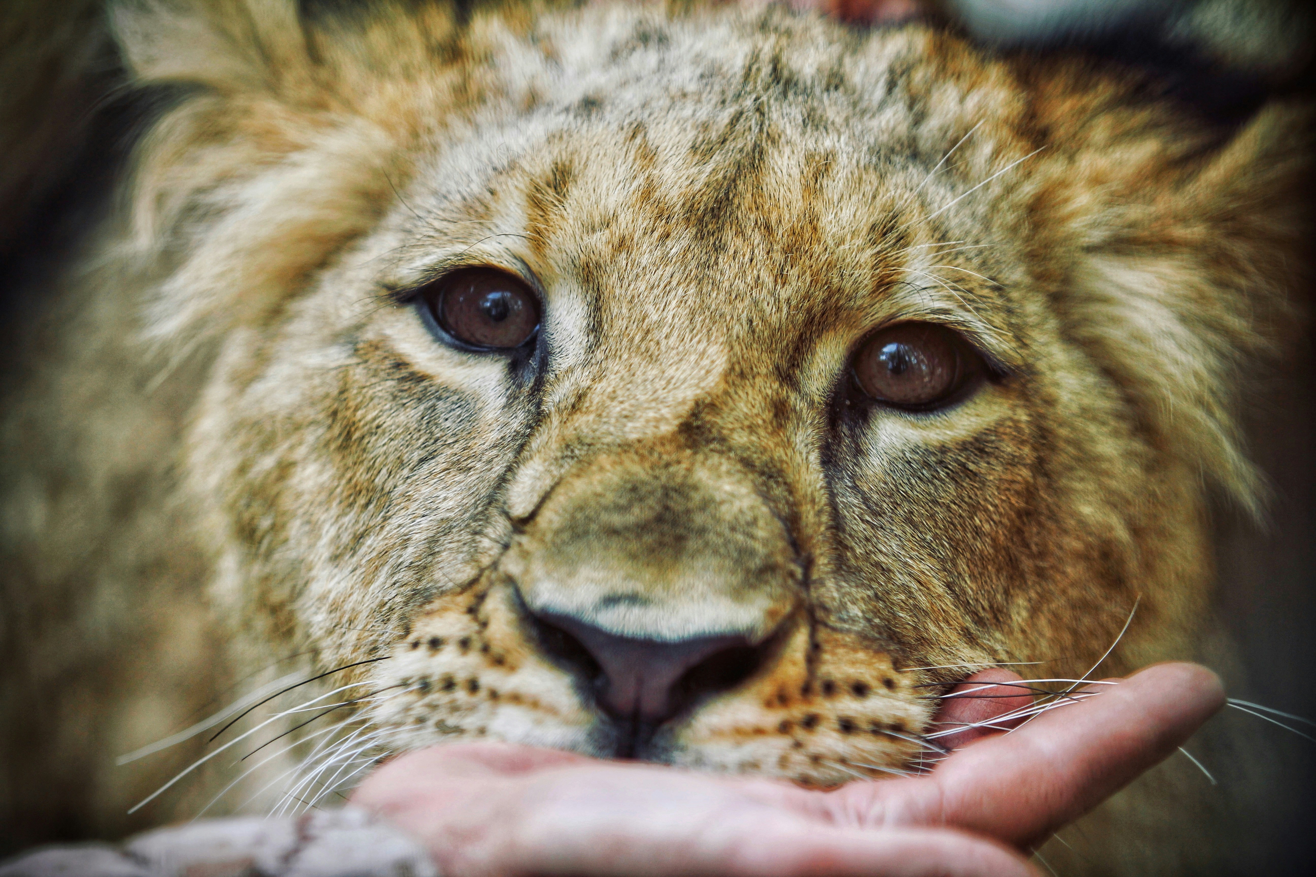 a close up of a lion