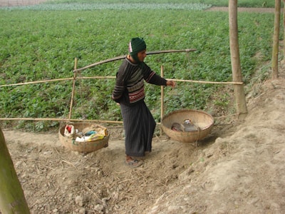 A person is walking along a dirt path in a rural area, balancing two woven baskets on a pole across their shoulders. The surrounding area is a green agricultural field. The person is dressed in a striped sweater, a dark headscarf, and traditional clothing.