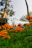 A serene photo of the Govind Nivas guest house framed by blooming marigolds under soft morning light.