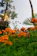 A serene photo of the Govind Nivas guest house framed by blooming marigolds under soft morning light.