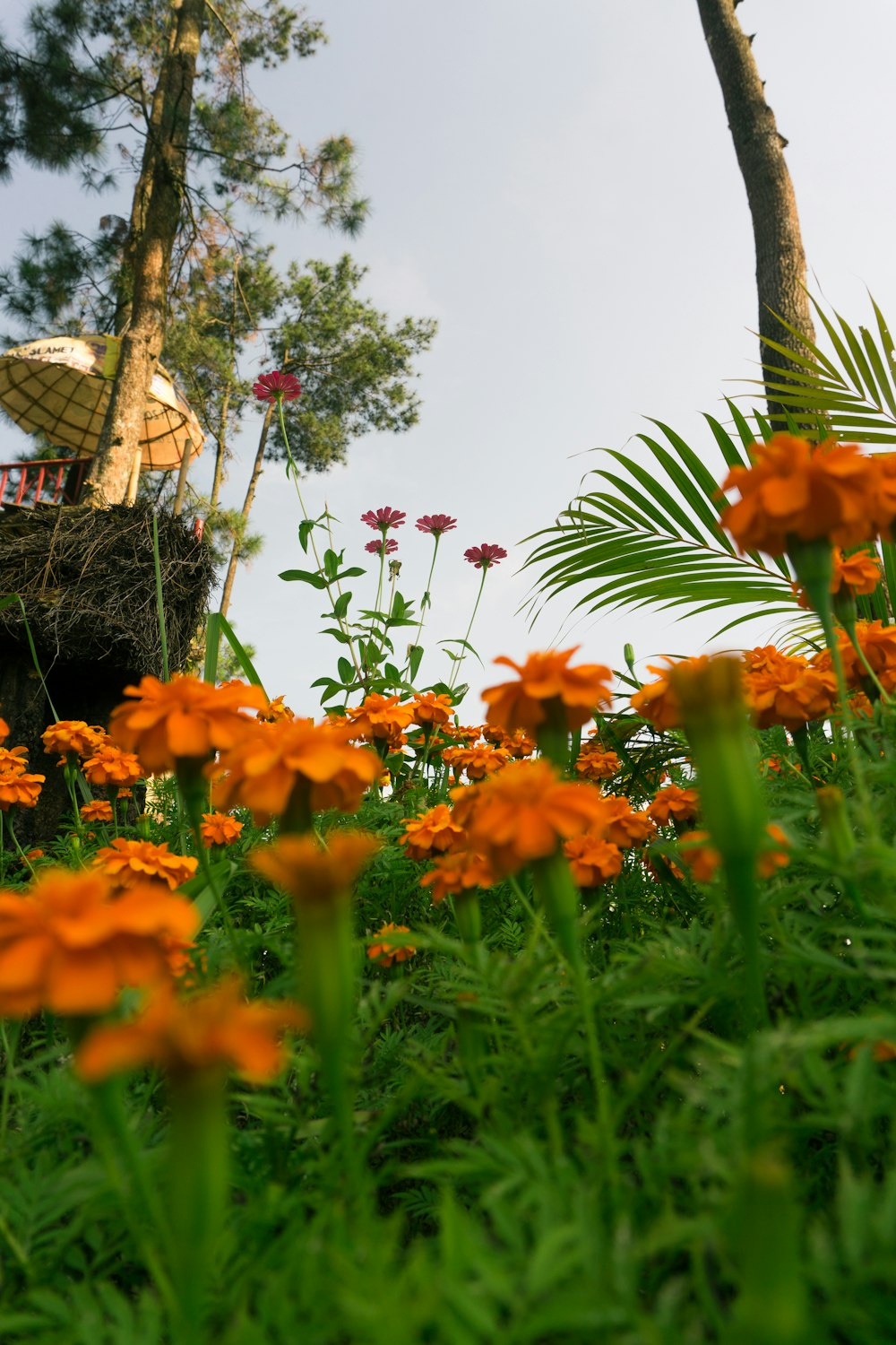 orange flowers in a garden
