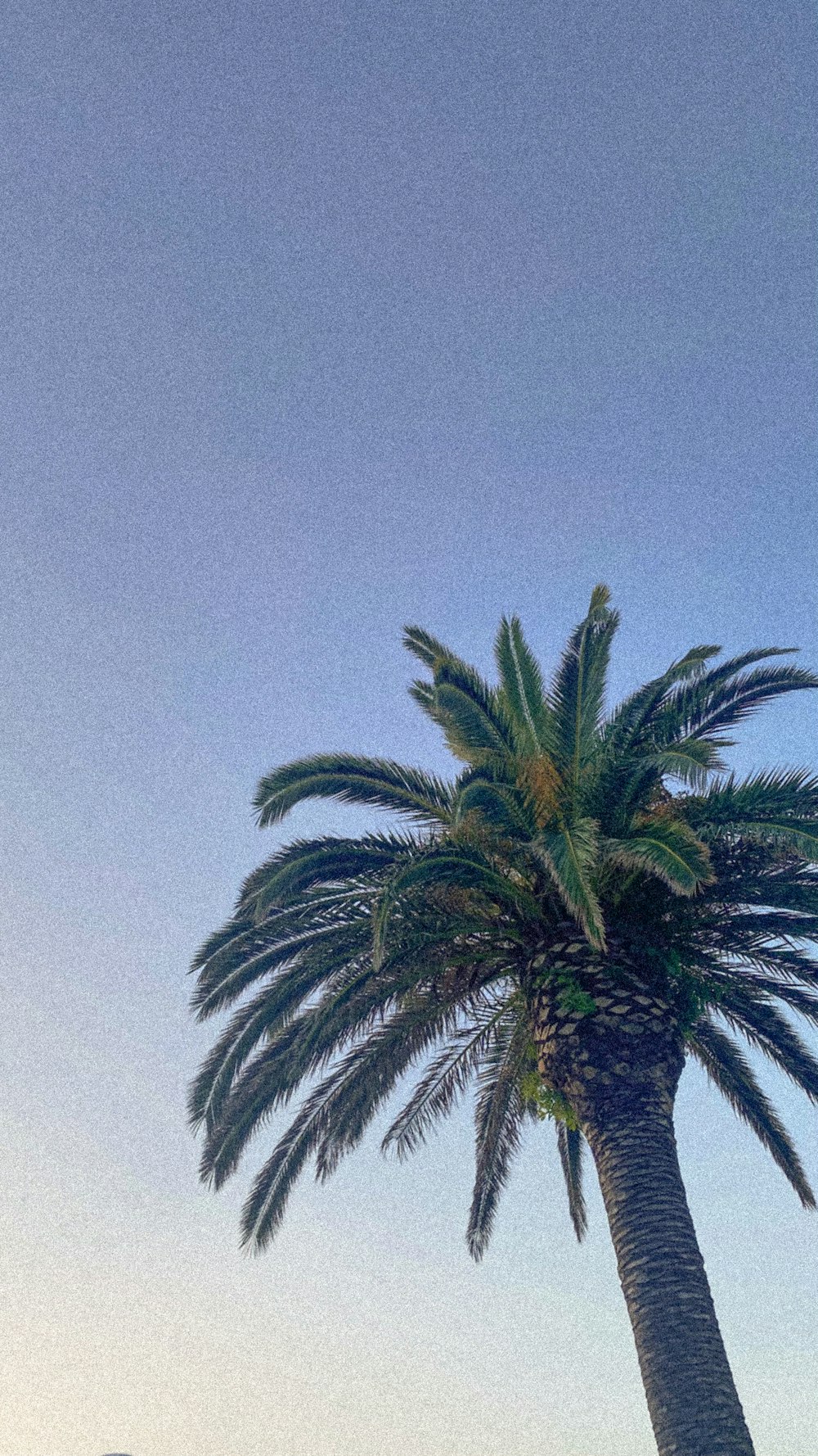 a palm tree with a blue sky