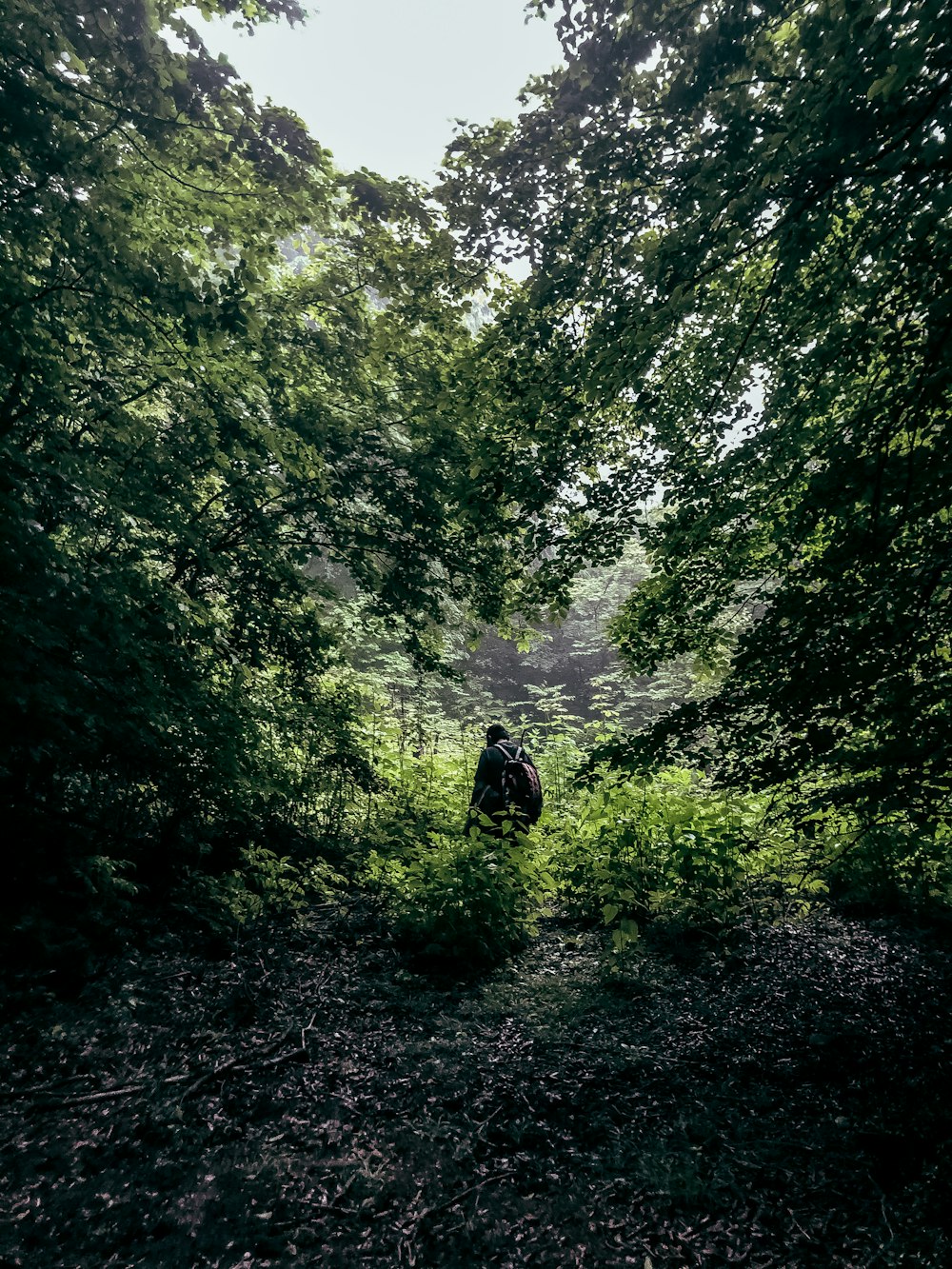 a person riding a horse through a forest