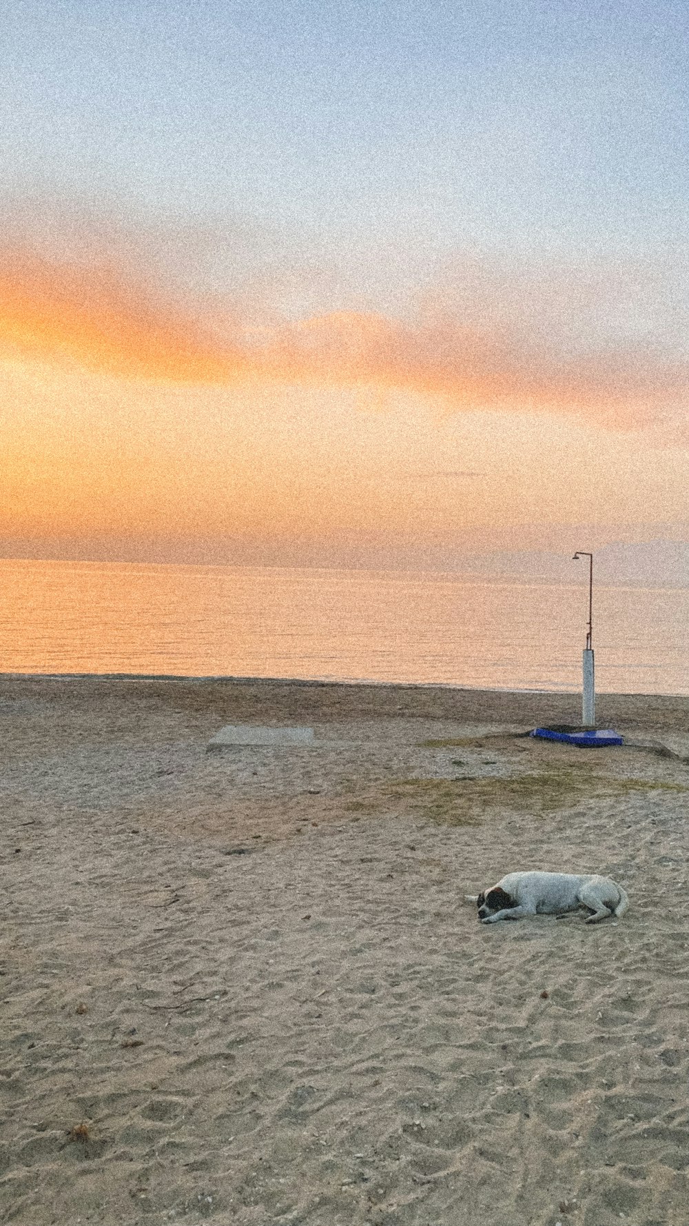 a dog lying on the beach